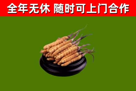 清河回收冬虫夏草