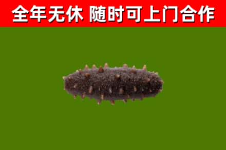 清河回收海参干